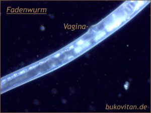Würmer Mikroskopie