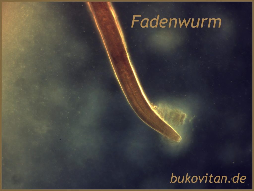 Würmer BukoVitaN®