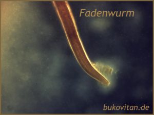 Würmer Mikroskopie