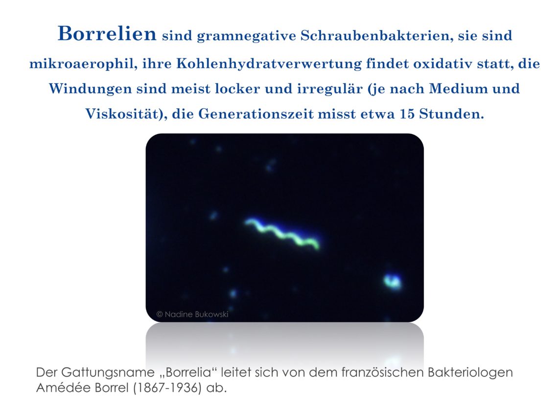 Spirochäten BukoVitaN®