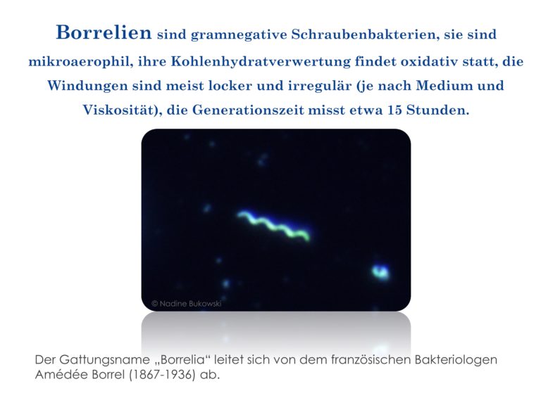 Spirochäten BukoVitaN®