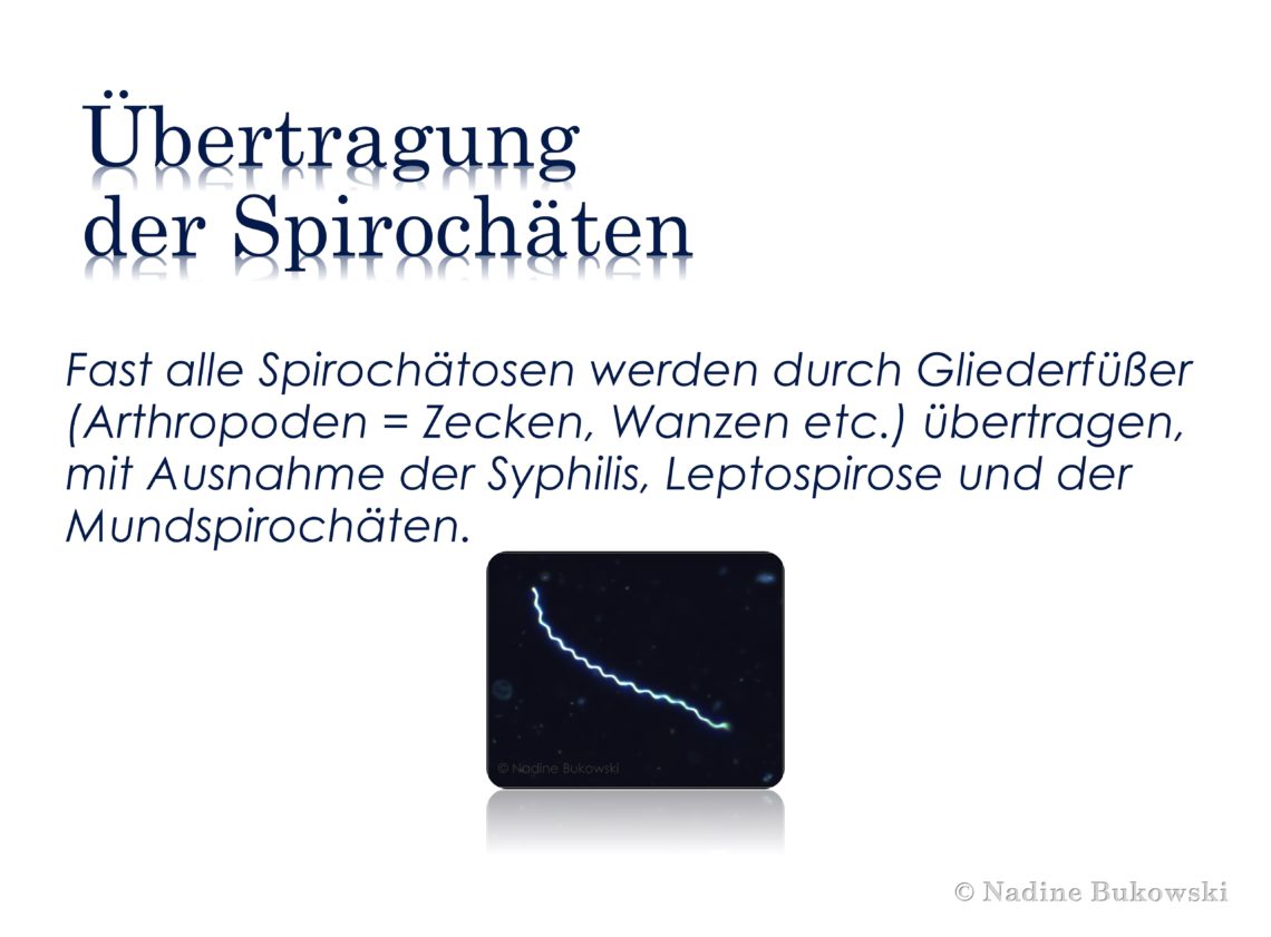 Spirochäten BukoVitaN®