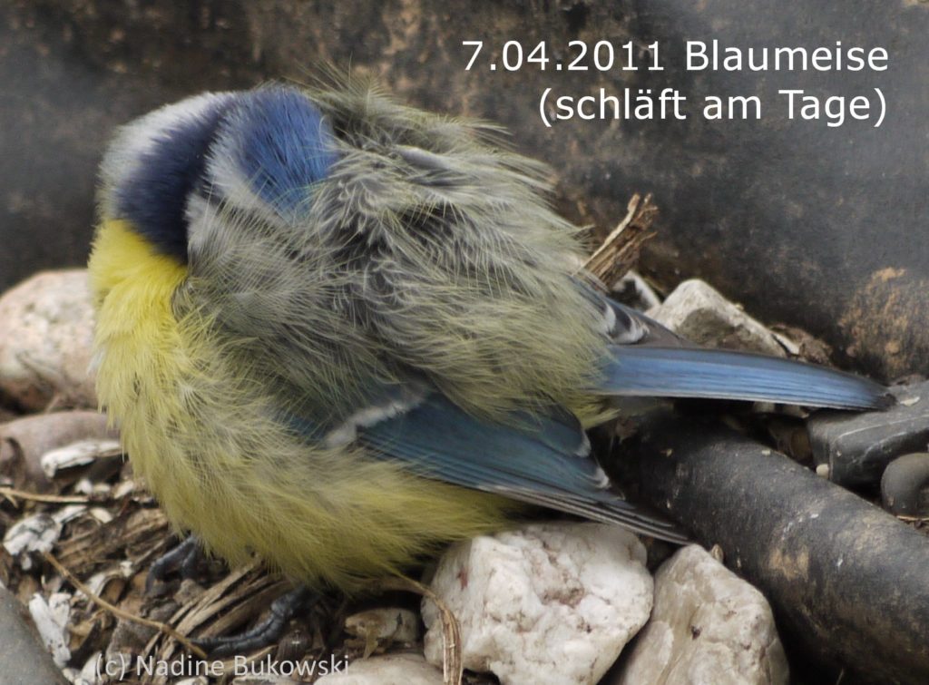 Das große VogelSterben BukoVitaN®