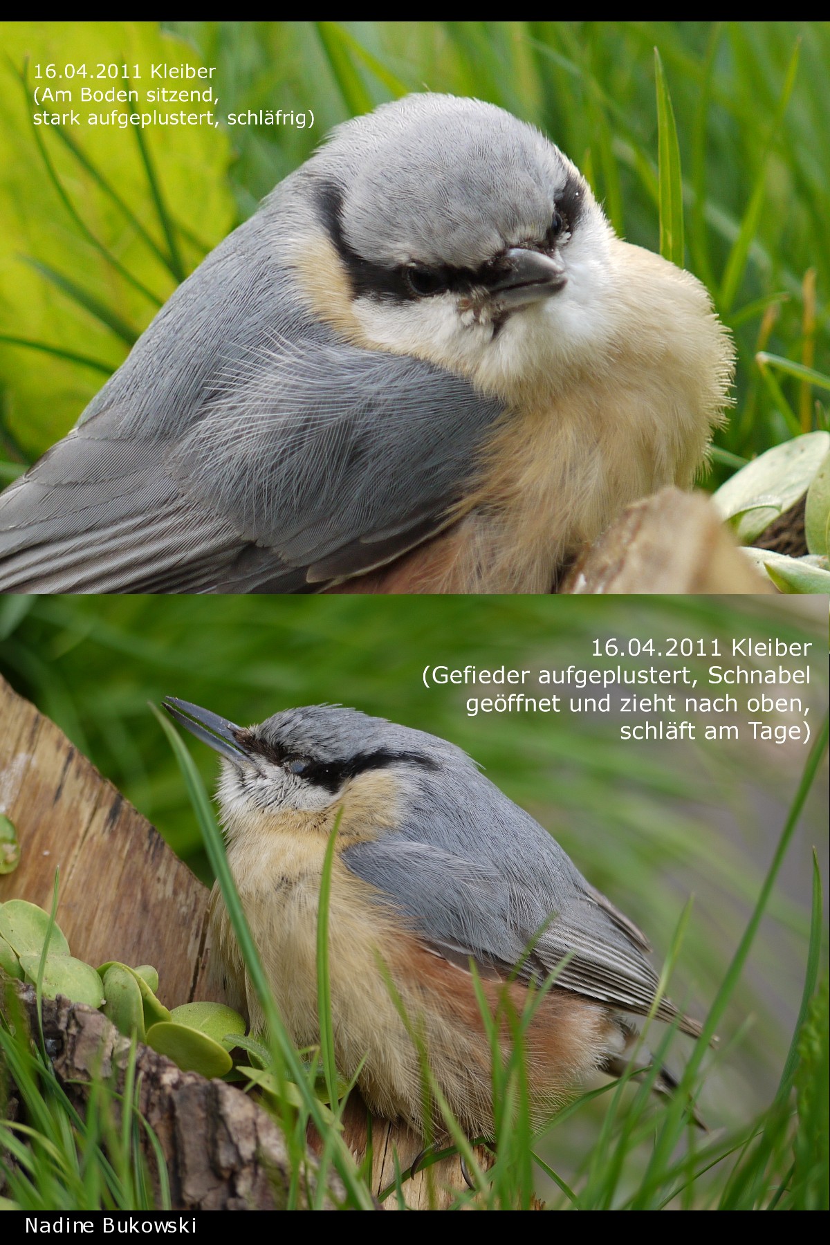 30+ Vogelsterben Im Garten, Der roman elefanten im garten von meral