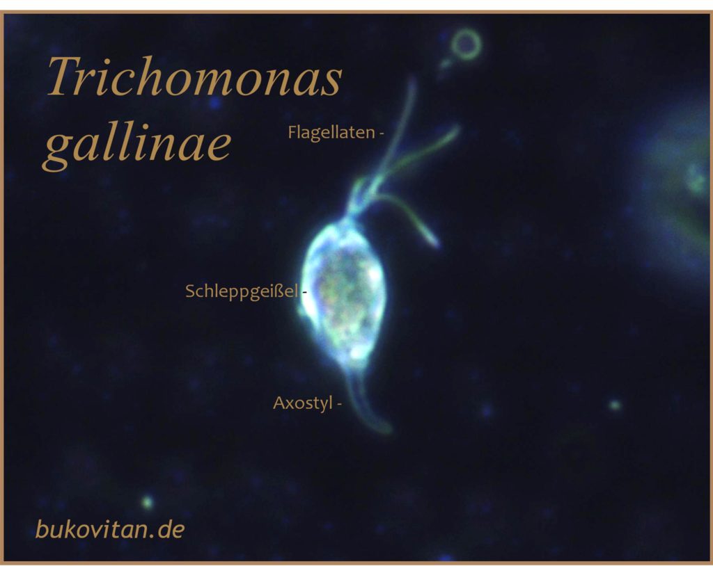 Trichomonaden BukoVitaN®