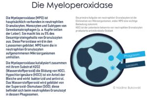 Myeloperoxidase (MPO) 