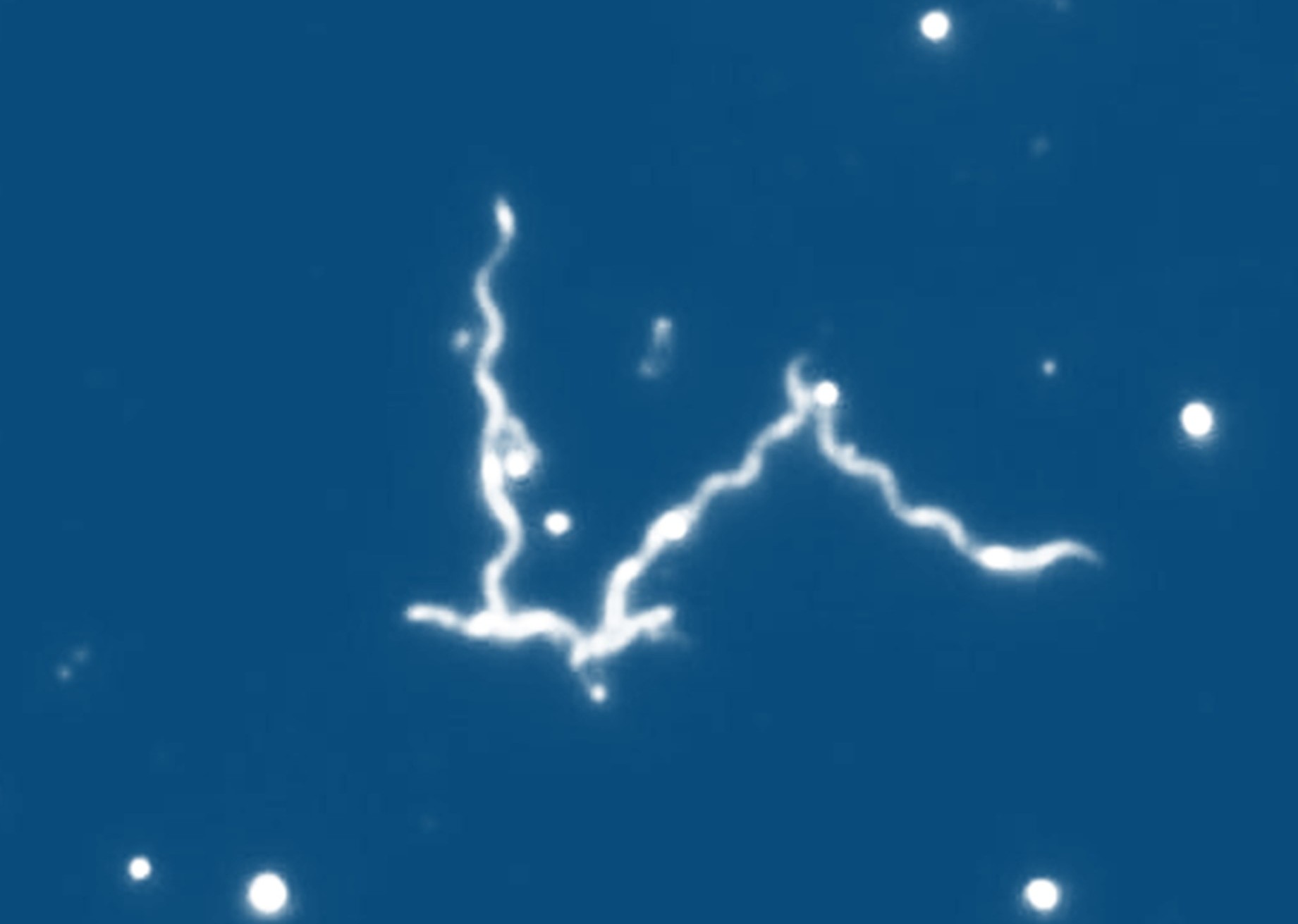 Spirochäten BukoVitaN®