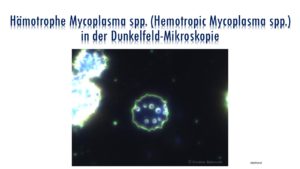 Hämotrophe Mycoplasma