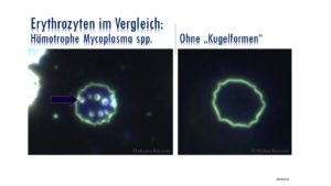 Hämotrophe Mycoplasma