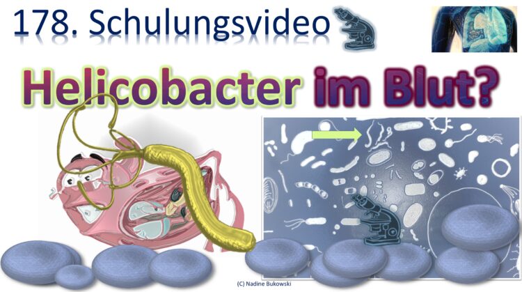 Helicobacter im Blut